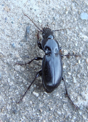Blue-tinged Harp Ground Beetle photo 3