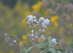 Dendrophorbium