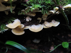 Antrodiella