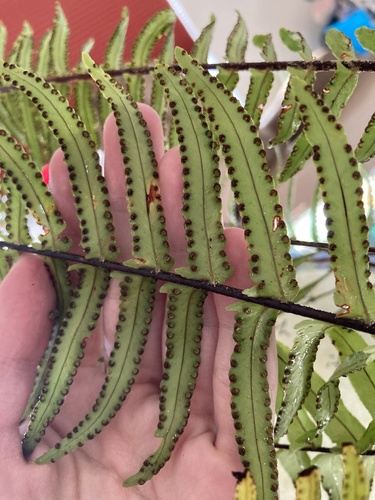 Nephrolepis exaltata