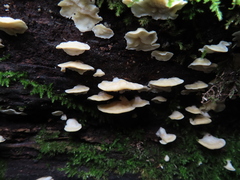 Antrodiella