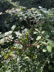 Phytolacca americana