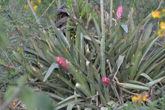 Aechmea distichantha