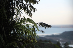 Blechnum filiforme