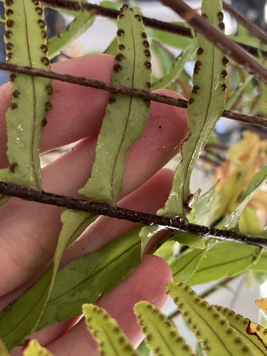 Nephrolepis exaltata