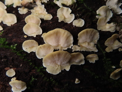 Antrodiella