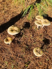 Amanita muscaria guessowii