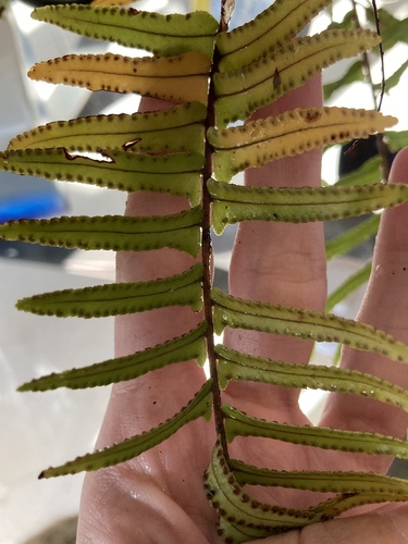 Nephrolepis exaltata