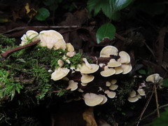 Antrodiella