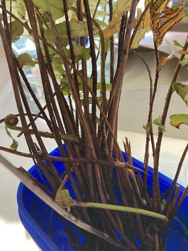 Nephrolepis exaltata
