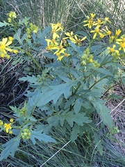 Senecio eremophilus macdougalii
