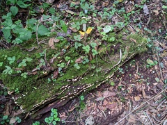 Antrodiella