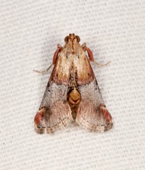 Cacozelia basiochrealis