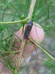 Paraulacizes irrorata