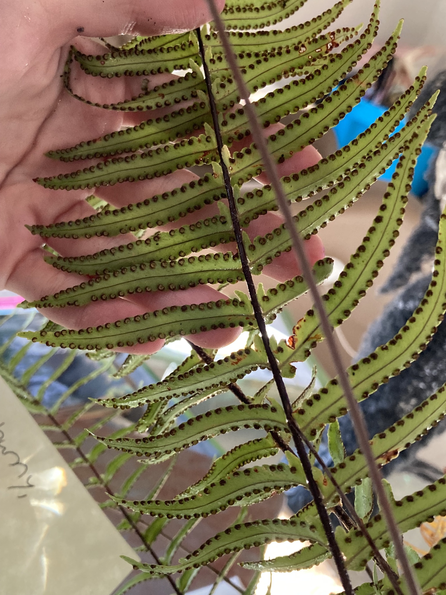 Nephrolepis exaltata