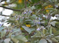 Solanum granulosoleprosum