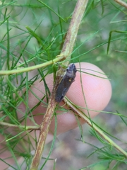 Paraulacizes irrorata