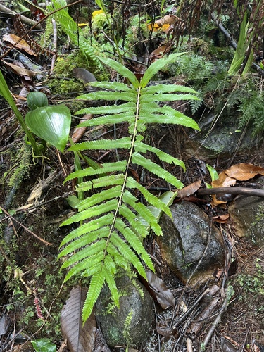 Menisciopsis cyatheoides observed 2022-10-27