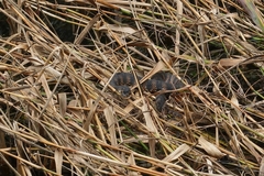 Nerodia fasciata pictiventris