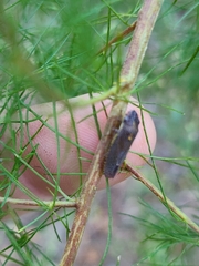 Paraulacizes irrorata