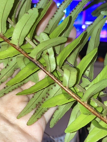 Nephrolepis exaltata