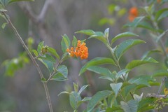 Cestrum lorentzianum