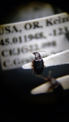 Elaphropus