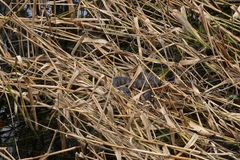 Nerodia fasciata pictiventris