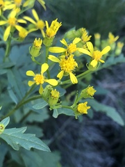Senecio eremophilus macdougalii