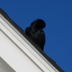 Corvus