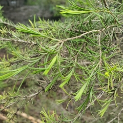 Melaleuca ericifolia