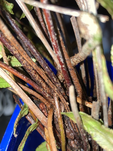 Nephrolepis exaltata