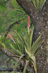 Aechmea distichantha