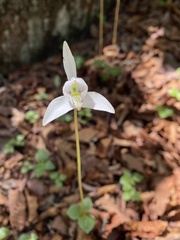 Codonorchis lessonii