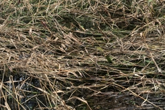 Nerodia fasciata pictiventris