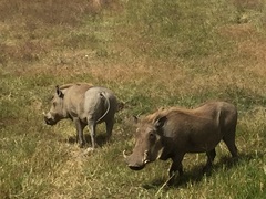 Phacochoerus africanus massaicus