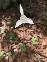 Codonorchis lessonii
