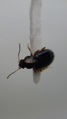 Elaphropus