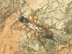 Pimpla pedalis