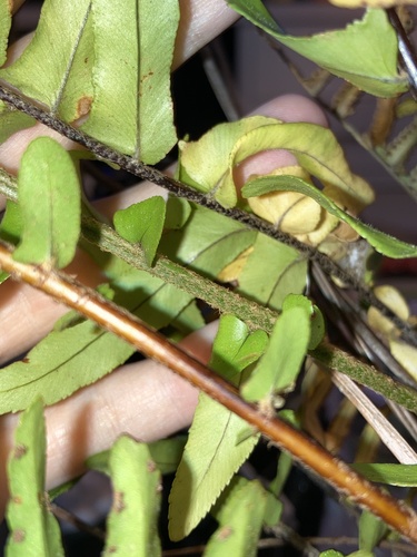 Nephrolepis exaltata