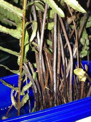 Nephrolepis exaltata