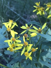 Senecio eremophilus macdougalii