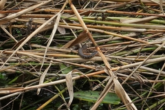 Nerodia fasciata pictiventris