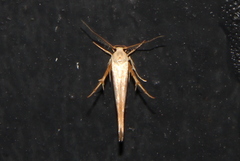 Stathmopoda