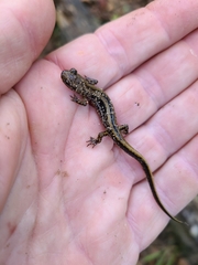 Eurycea guttolineata