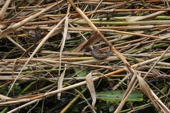 Nerodia fasciata pictiventris