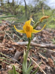 Chloraea chrysantha