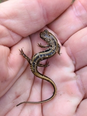 Eurycea guttolineata