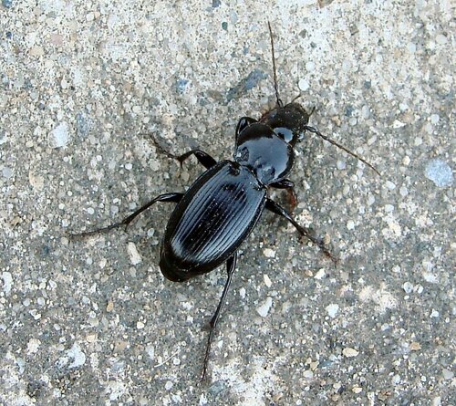 Blue-tinged Harp Ground Beetle photo 4