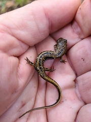 Eurycea guttolineata